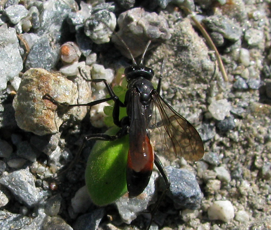 Pompilidae, possibile maschio di Priocnemis sp.